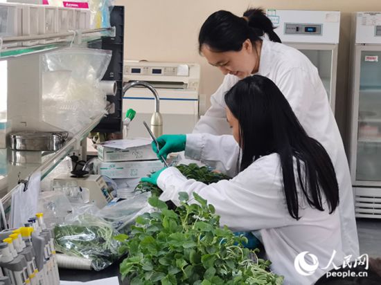 工作人員正在分析種子性狀。人民網(wǎng)記者 栗翹楚攝