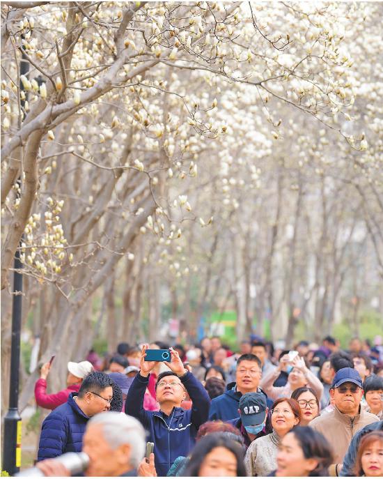 近日，濟(jì)南百花公園內(nèi)玉蘭花盛開，吸引市民和游客前來賞花。