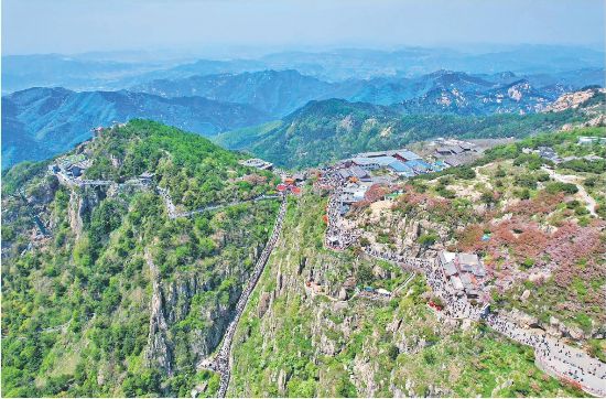 在全省油松古樹(shù)最富集的泰山區(qū)域，古樹(shù)達(dá)1.8萬(wàn)余株，居全省前列。圖為泰山景區(qū)航拍圖。