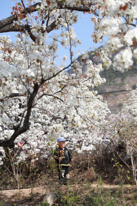 2025年4月1日，在山東省臨沂市沂南縣馬牧池鄉(xiāng)西寺堡村的百年梨園內(nèi)，小朋友正在玩耍。