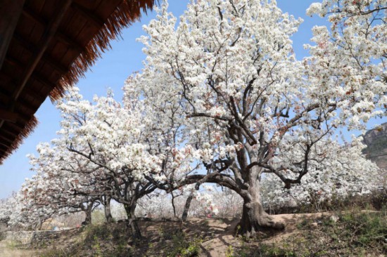 2025年4月1日，在山東省臨沂市沂南縣馬牧池鄉(xiāng)西寺堡村的百年梨園內(nèi)拍攝的梨花。