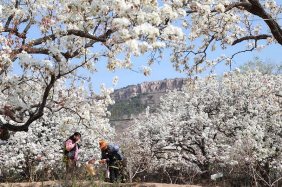 2025年4月1日，一家人在山東省臨沂市沂南縣馬牧池鄉(xiāng)西寺堡村的百年梨園內(nèi)玩耍。